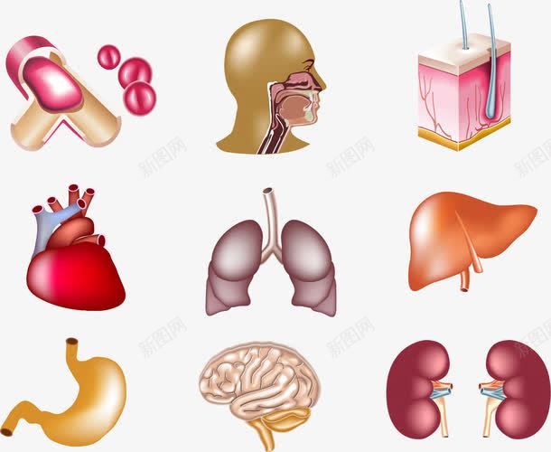 内脏肝脏png免抠素材_新图网 https://ixintu.com 内脏 肝脏