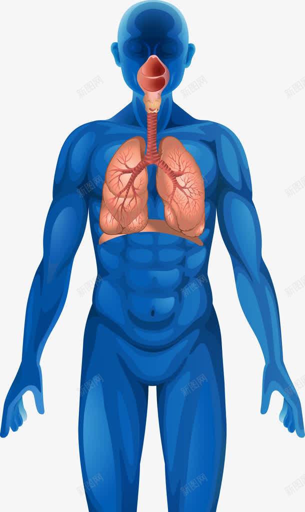 蓝色人体器官png免抠素材_新图网 https://ixintu.com 人体 人体器官 卡通肢体 四肢 肢体 肢体图 躯干