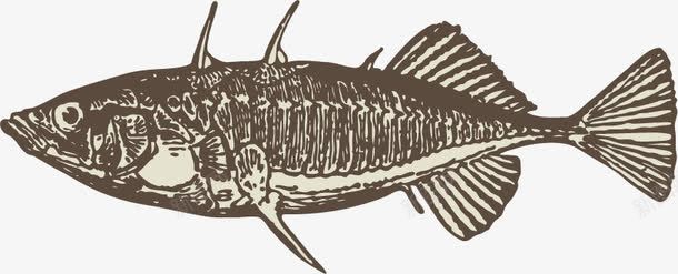 海洋动物手绘素描png免抠素材_新图网 https://ixintu.com 平面设计 手绘 海洋动物 素描 鱼