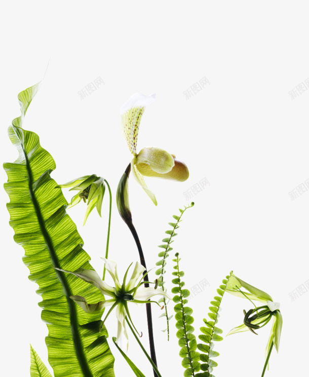 绿色叶子装饰png免抠素材_新图网 https://ixintu.com 植物素材 绿色叶子 背景装饰 芭蕉叶