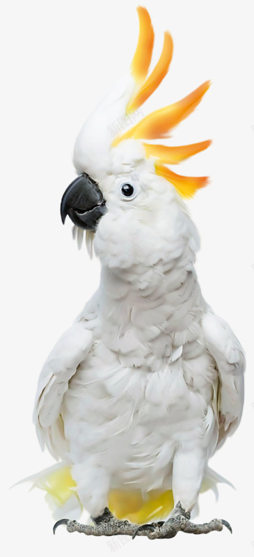可爱小鸟png免抠素材_新图网 https://ixintu.com 动物 可爱 白色 鸟