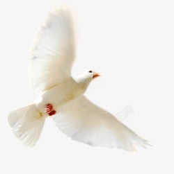 一只白色和平鸽飞在空中素材