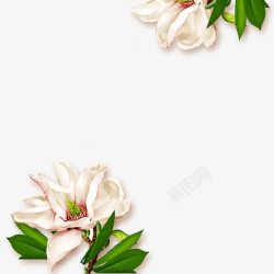 白色栀子花装饰图案素材