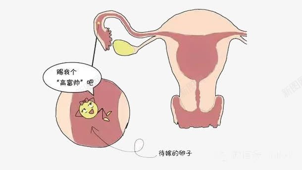 卵巢png免抠素材_新图网 https://ixintu.com 卡通 卵巢 器官 素材