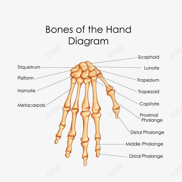 手骨示意图png免抠素材_新图网 https://ixintu.com 人体科学 健康 关节 医学 医疗 手骨 英文 骨头