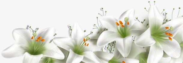 海报白色植物花朵卡通png免抠素材_新图网 https://ixintu.com 卡通 植物 海报 白色 花朵 设计