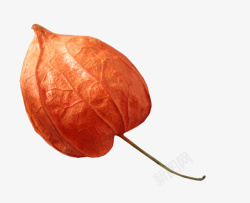 漂亮灯笼花橙色灯笼花高清图片