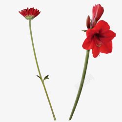 红色花朵花装饰素材