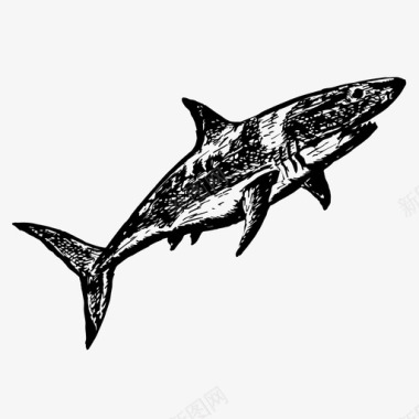 鲨鱼海洋捕食者图标图标