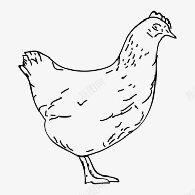 母鸡动物鸟图标图标