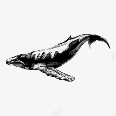 鲸鱼动物鲸目动物图标图标