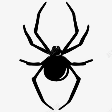蜘蛛动物黑寡妇图标图标