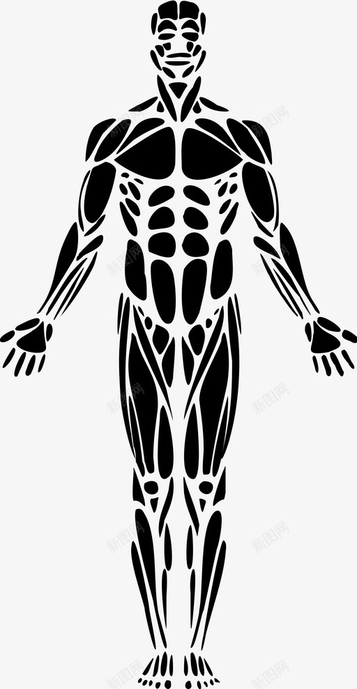 人体肌肉解剖学图标svg_新图网 https://ixintu.com 人体肌肉 解剖学