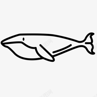 鲸体鲸目动物海洋哺乳动物图标图标