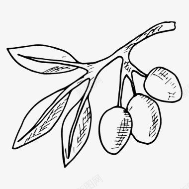 橄榄枝橄榄植物图标图标