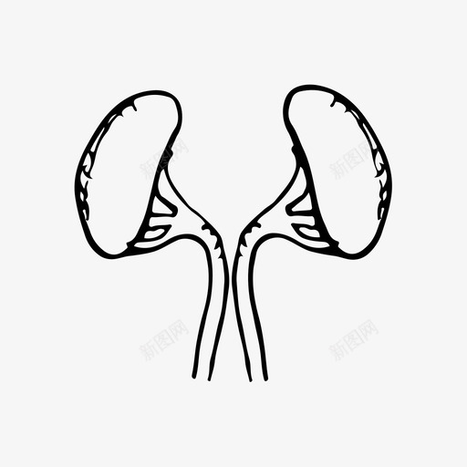 肾脏解剖学内脏图标svg_新图网 https://ixintu.com 内脏 医学 素描图标 肾脏 解剖学