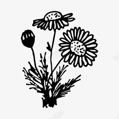 洋甘菊花自然图标图标