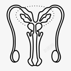 男性生殖系统男性生殖系统内脏生殖系统图标高清图片