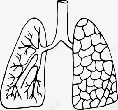 肺解剖学身体图标图标