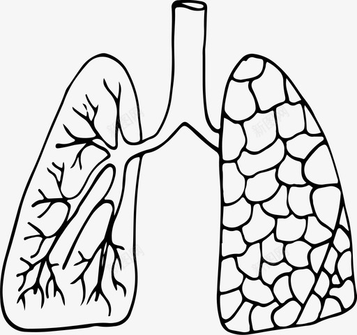 肺解剖学身体图标svg_新图网 https://ixintu.com 内脏 医学 肺 解剖学 身体