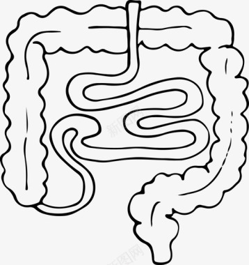 肠解剖学身体图标图标