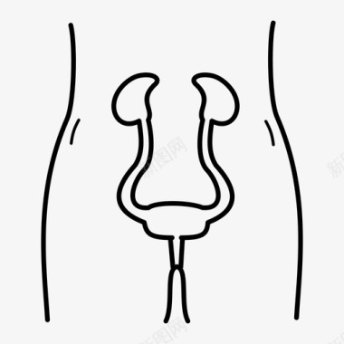 排泄系统膀胱肾脏图标图标