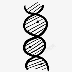 遗传密码dna基因遗传密码图标高清图片