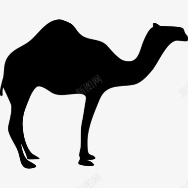 单峰骆驼动物伊斯兰偶像图标图标