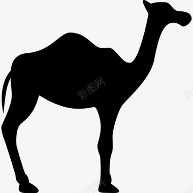 单峰骆驼面朝右动物动物的轮廓图标图标