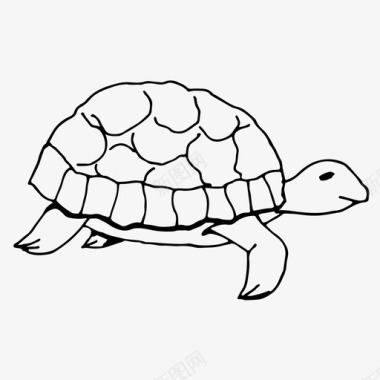 海龟两栖动物动物图标图标