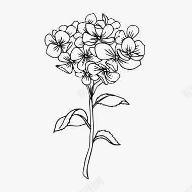 绣球花绣球花的茎说明图标图标