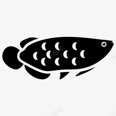 龙鱼水生鱼淡水鱼图标图标