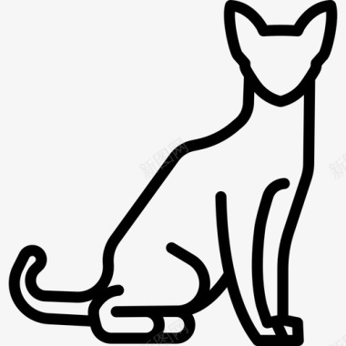 阿比西尼亚猫动物猫的繁殖体图标图标