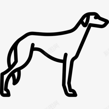 萨鲁基狗品种全身直系图标图标