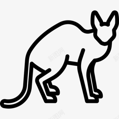 康沃尔雷克斯猫动物猫繁殖体图标图标