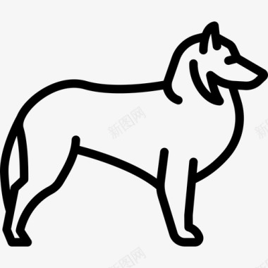 谢尔蒂狗是丰满的直系的图标图标