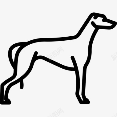 灰狗狗品种全身直系图标图标