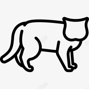 英国短毛猫动物猫的繁殖体图标图标