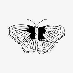 鳞翅目蝴蝶虫子昆虫图标高清图片