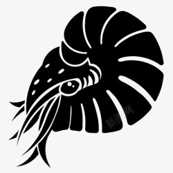 核心系列鹦鹉螺水生鱼类图标高清图片