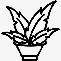 阔叶植物阔叶植物室内装饰自然图标高清图片