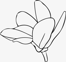 白色木兰花木兰花开花图标高清图片