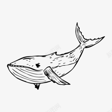 鲸鱼海洋素描图标图标
