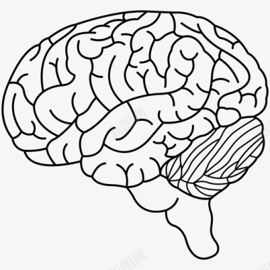大脑灰质智力图标图标