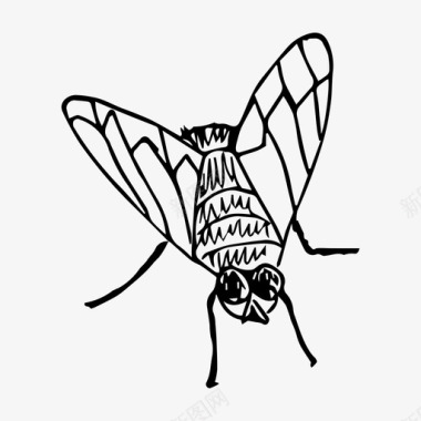 苍蝇昆虫自然图标图标