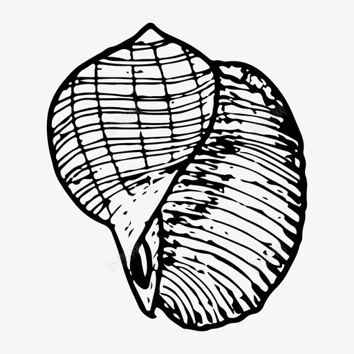 贝壳自然海洋图标svg_新图网 https://ixintu.com 手绘 海洋 素描 自然 贝壳