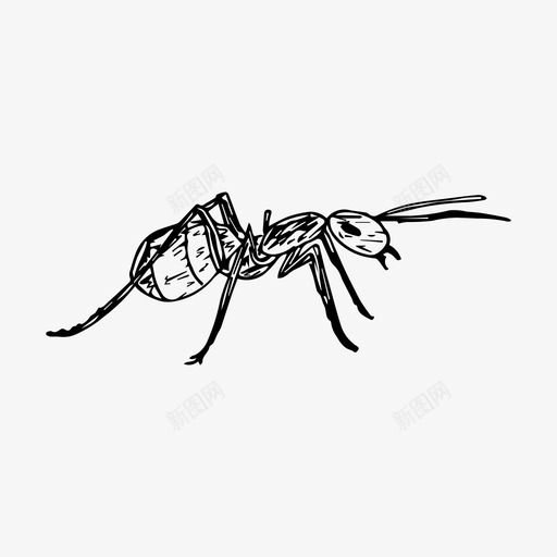 蚂蚁昆虫自然图标svg_新图网 https://ixintu.com 昆虫 素描 自然 蚂蚁