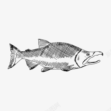 鲑鱼鱼海图标图标