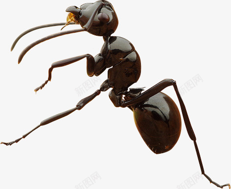 黑色的蚂蚁png免抠素材_新图网 https://ixintu.com PNG图形 PNG装饰 动物 蚂蚁 装饰 黑色