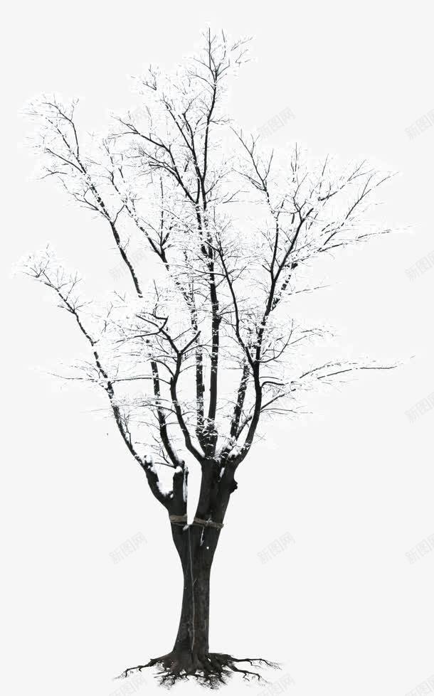 白色郊外树木冬日png免抠素材_新图网 https://ixintu.com 冬日 树木 白色 郊外